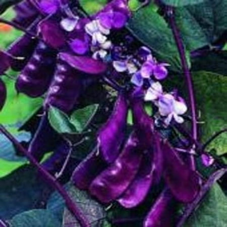 Hyacinth Pack - Outsidepride Hyacinth Bean Red Leaved - 100 Seeds