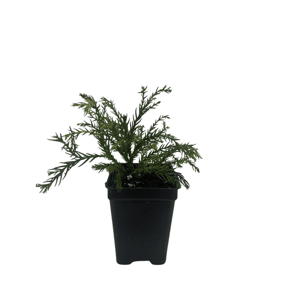 White Threads Cryptomeria - Japanica Knaptonensis- 2.5" Pot - Fairy Garden Plant