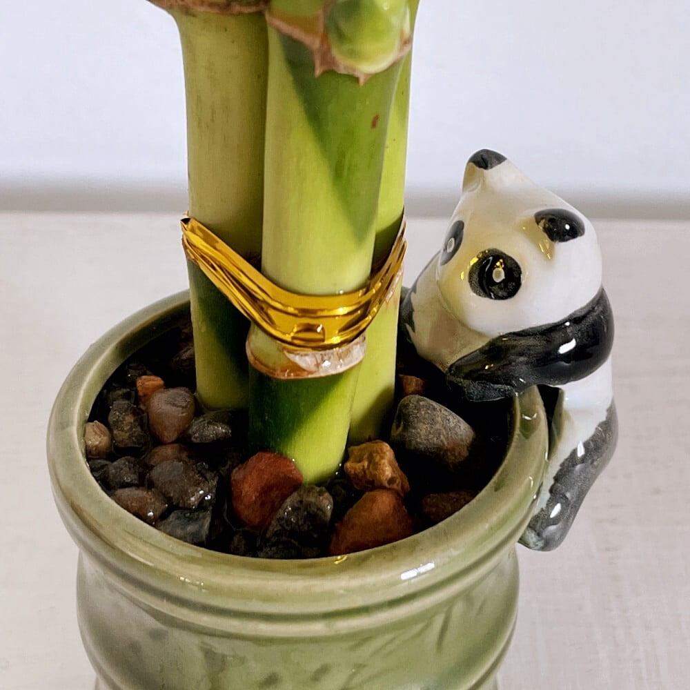 2-Pack Small Lucky Bamboo Live Indoor Plants with Ceramic Vase for Home & Office
