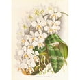 thumbnail image 2 of Jean Jules Linden 14x18 Black Ornate Wood Framed Double Matted Museum Art Print Titled - Phalaenopsis Stuartiana (1885-1906), 2 of 5