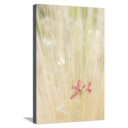 Washington State, Seabeck. Maple Tree Seed in Tall Grass Stretched Canvas Print Wall Art By Jaynes