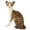 Sit on the civet cat, variant on Realistic Cat Plush Toy Short Fur Stuffed Animal Soft Cute Gift Home Decor
