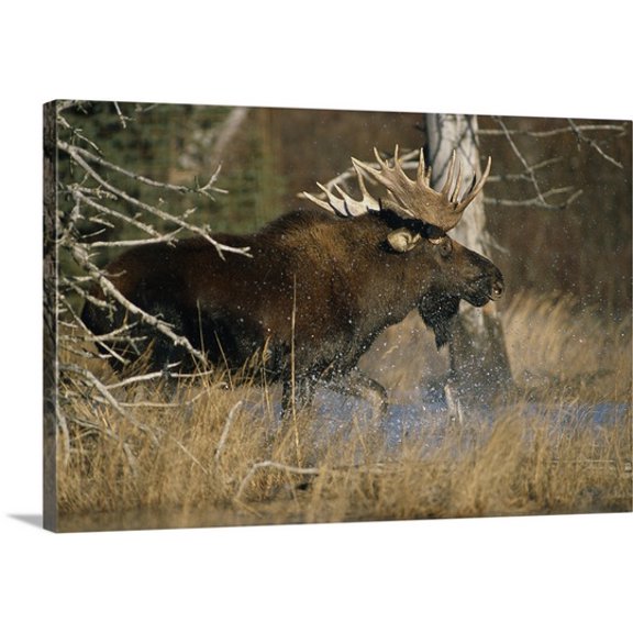 Great BIG Canvas Doug Lindstrand Premium Thick-Wrap Canvas entitled Bull Moose Runs Through Water, Southcentral Alaska