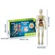thumbnail image 3 of 26-27 3D Human Body Torso Model for Kid Anatomy Model Skeleton,Removable Parts Toy Kit, 3 of 5
