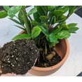 thumbnail image 4 of Gardenera Labs Zamioculcas Potting Mix - Promote Strong Roots and Captivating Foliage with Our Premium Blend - 4 QUART, 4 of 4