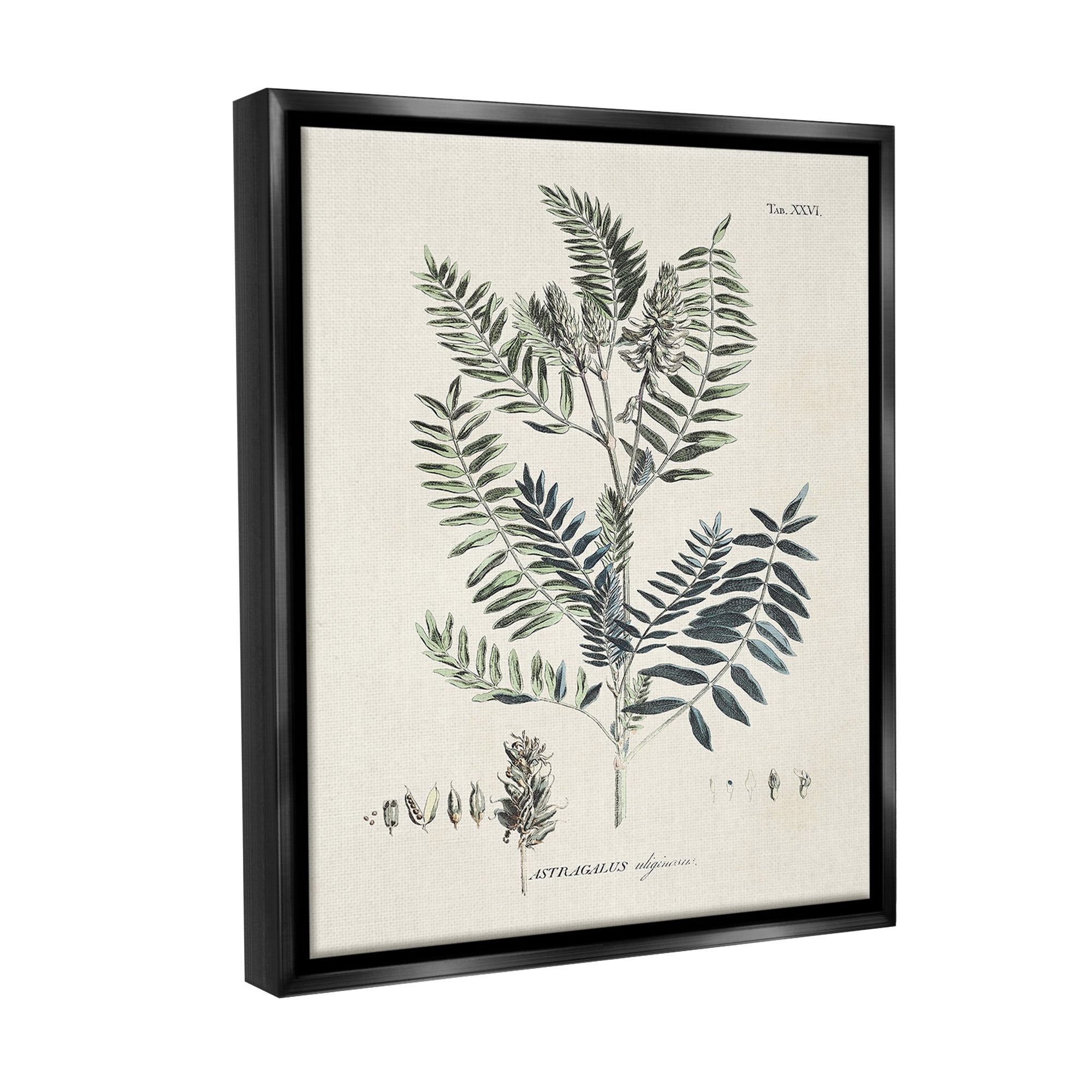 Stupell Industries Vintage Leaf Diagram Botanical & Floral Painting Black Floater Framed Canvas Art Print Wall Art, 25 x 31