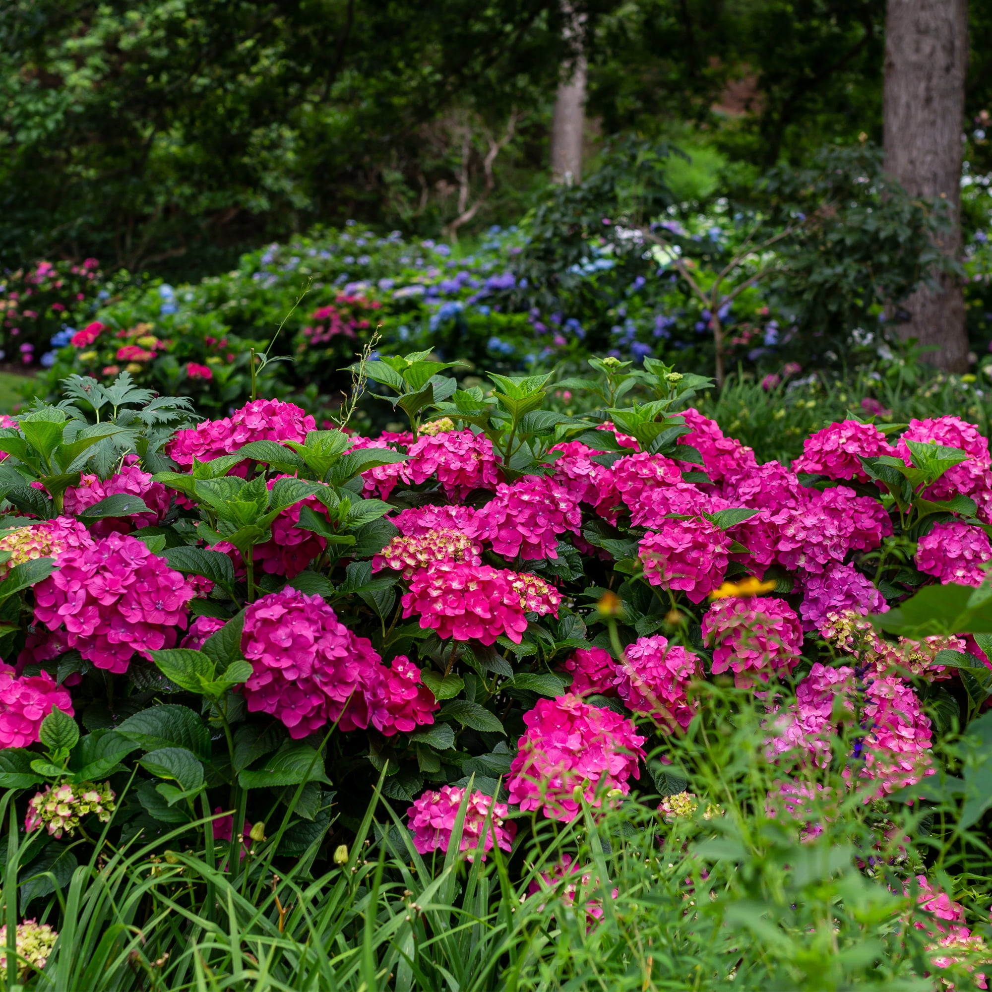 Endless Summer Summer Crush Reblooming Hydrangea Live Shrub in 1-Gallon Grower Pot