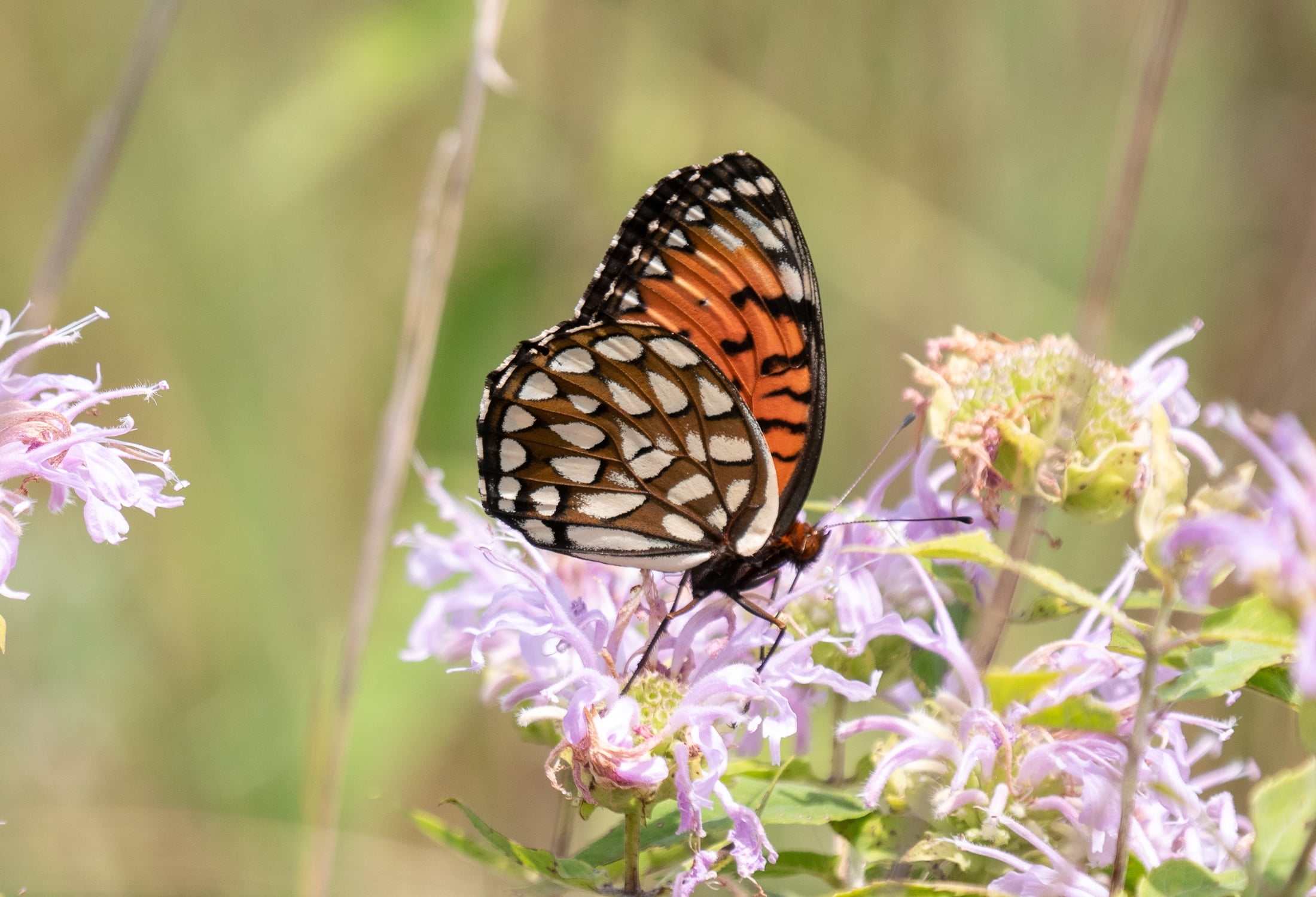 Earthechoseeds Wild Bergamot Bee Balm - Thumbnail 2