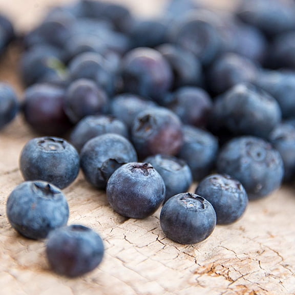 Direct Gardening Northsky Blueberry Bush Potted Fruiting Plant Grown in a 1 Gal Pot, 1 Per Offer