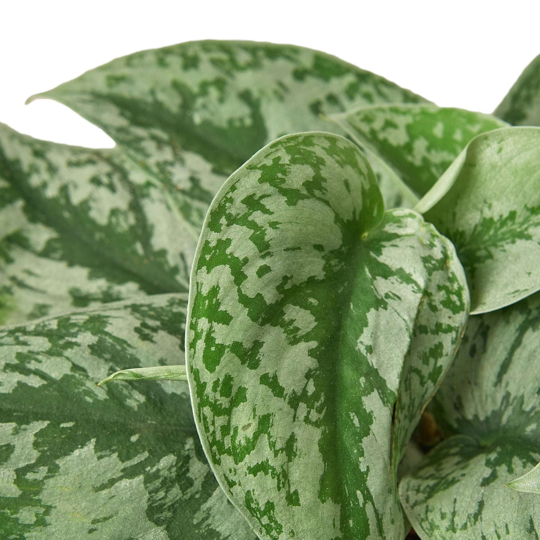 Pothos Silver Splash Live Plant for Indoor | Different Houseplants in 4'' & 6'' Pot | Real House Plant for Living Room, Office, Desk & Bathroom | Large-Leaf Pothos Picta | Exotica