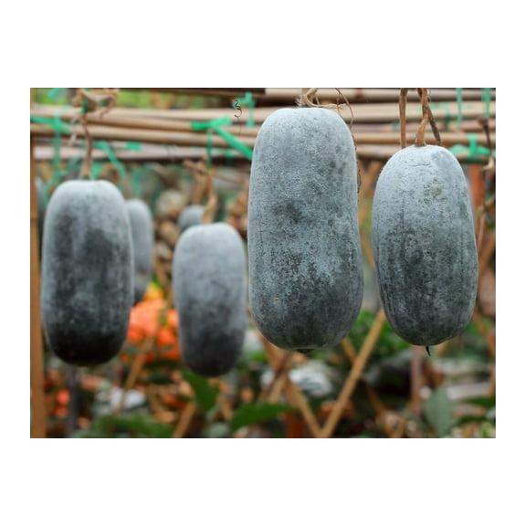 Serendipity Seeds Brand -Winter Wax Melon Benincasa hispida 10 Seeds White Gourd Seeds Long Shelf Life Good Producer Natural Non GMO
