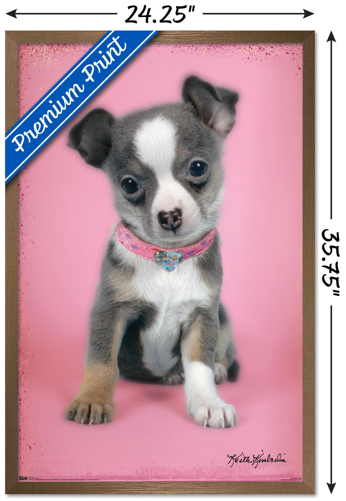 Keith Kimberlin - Puppy on Pink Background Wall Poster, 22.375" x 34", Framed
