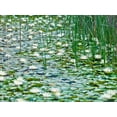 thumbnail image 2 of Frank, Assaf 24x19 Black Ornate Wood Framed with Double Matting Museum Art Print Titled - Water Lilies, 2 of 4