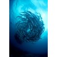 thumbnail image 2 of Y Lin, Ryan 23x32 White Modern Wood Framed Museum Art Print Titled - Fish Tornado, 2 of 4