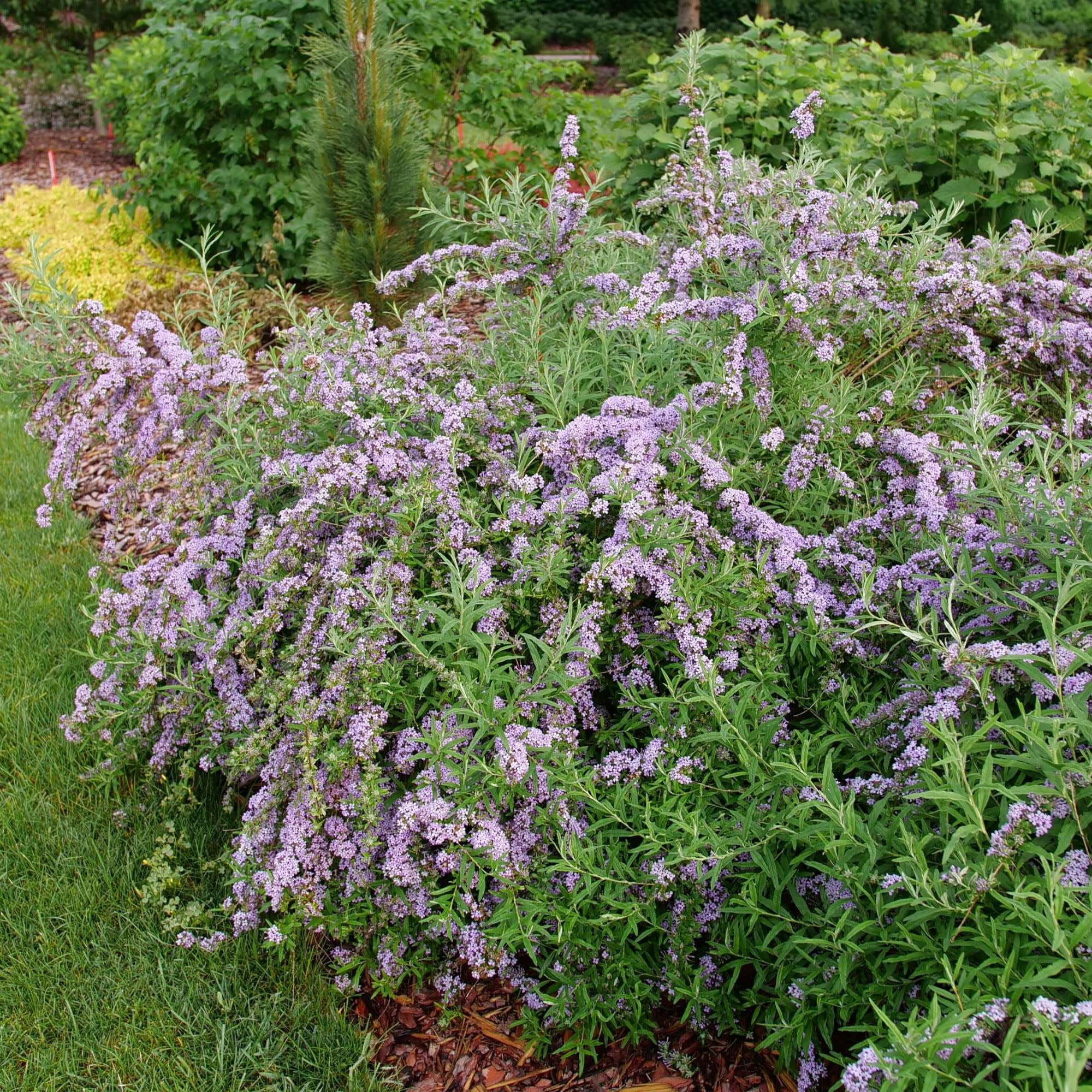 Proven Winners ColorChoice 5" Purple Mop Top Fountain Butterfly Bush Live Plant in 4.5" Pot (4 Count)