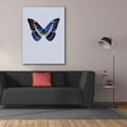 thumbnail image 3 of Epic Graffiti 'Blue Butterfly' by Incado, Giclee Canvas Wall Art, 40"x54", 3 of 8