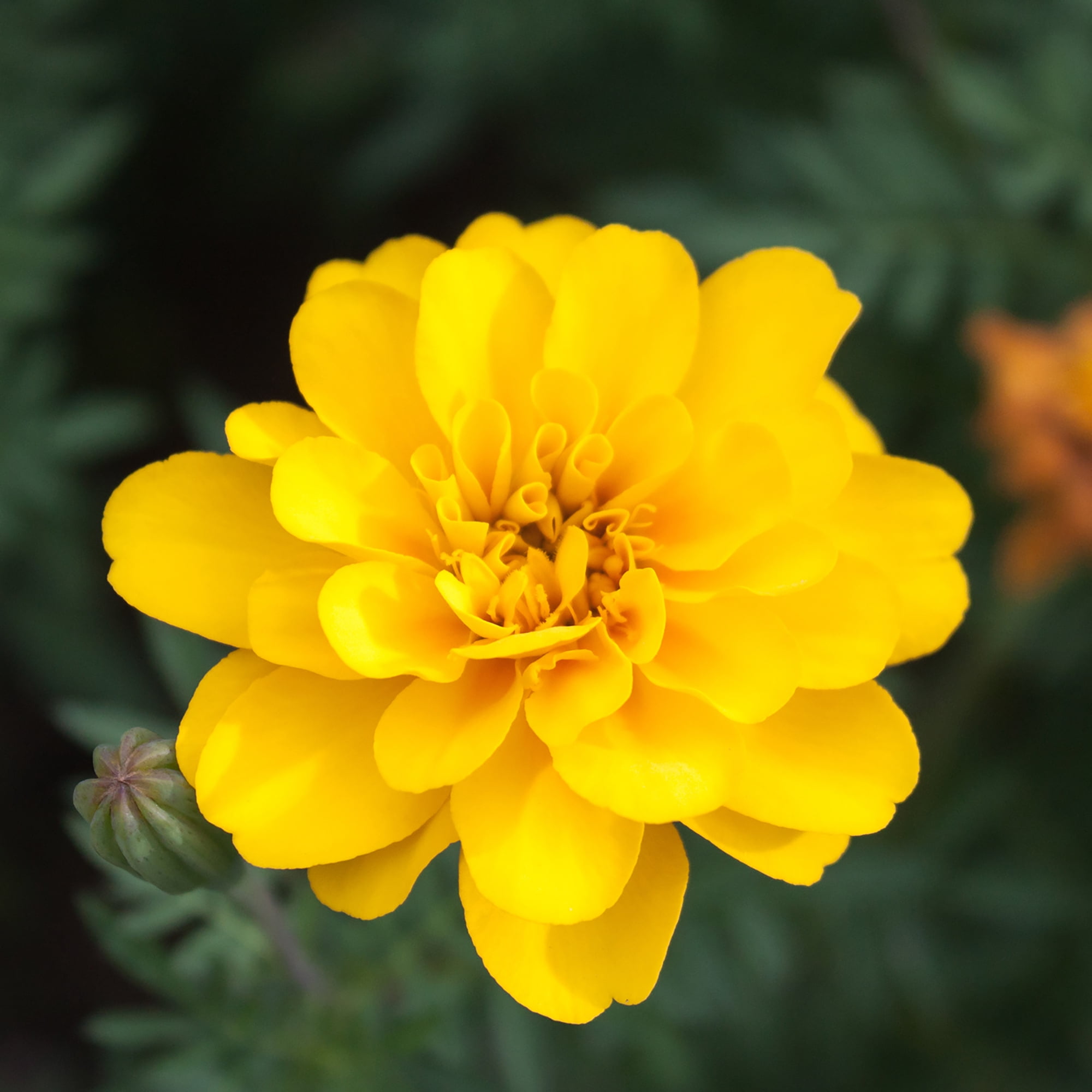 Expert Gardener 4PK Yellow Marigold Live Plant