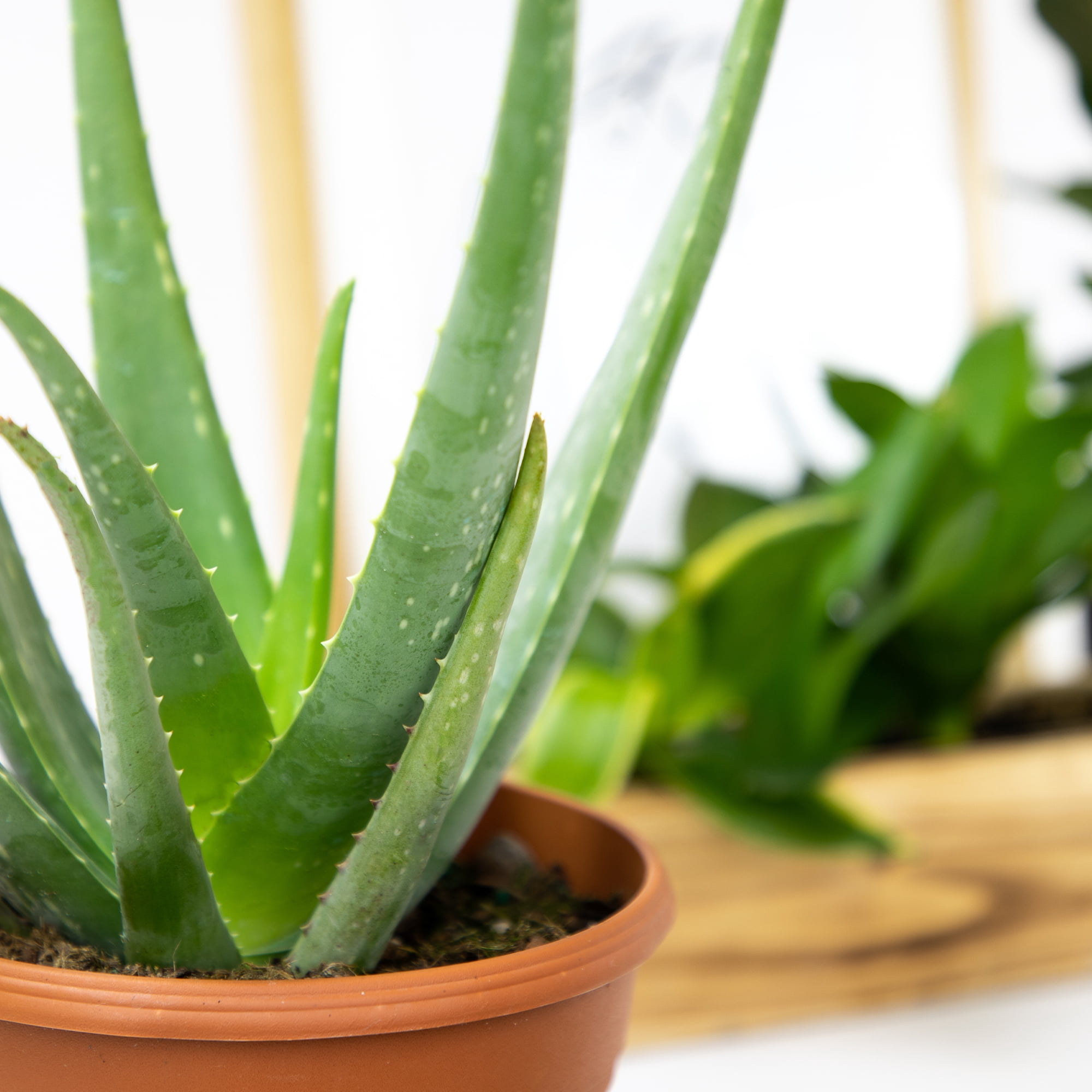 Altman Plants 15" Live Aloe Vera Plant in 6" Decor Planter, Easy Care Real Succulent Gift