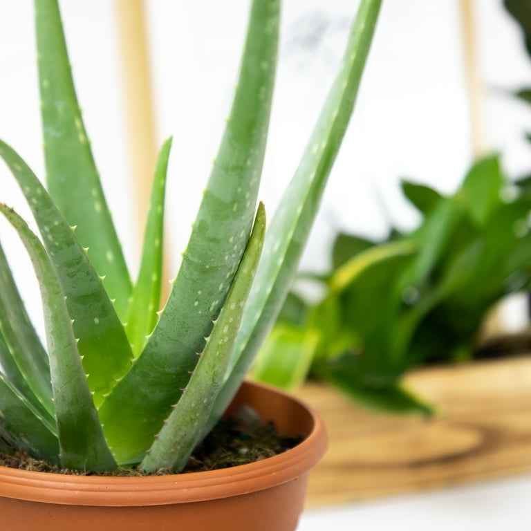 Altman Plants 15" Live Aloe Vera Plant in 6" Decor Planter, Easy Care Real  Succulent Gift