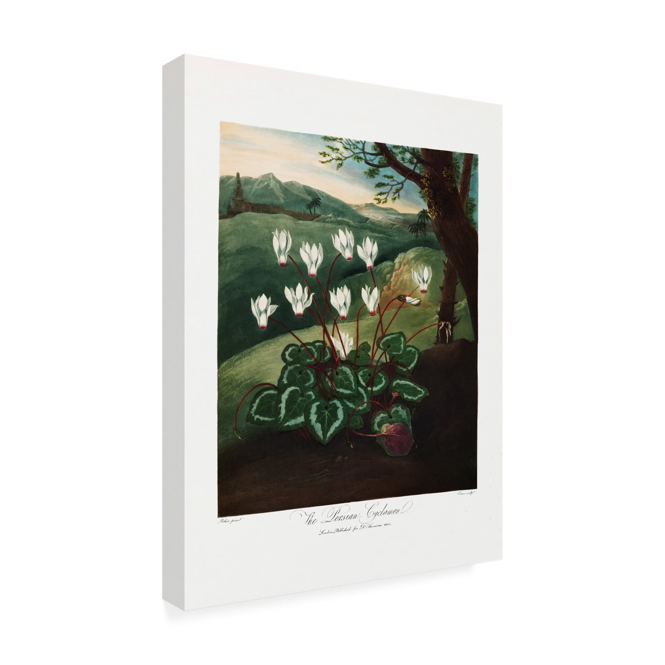 Trademark Fine Art Pictufy  The Persian Cyclamen from The Temple of Flora 1807 Canvas Wall Art