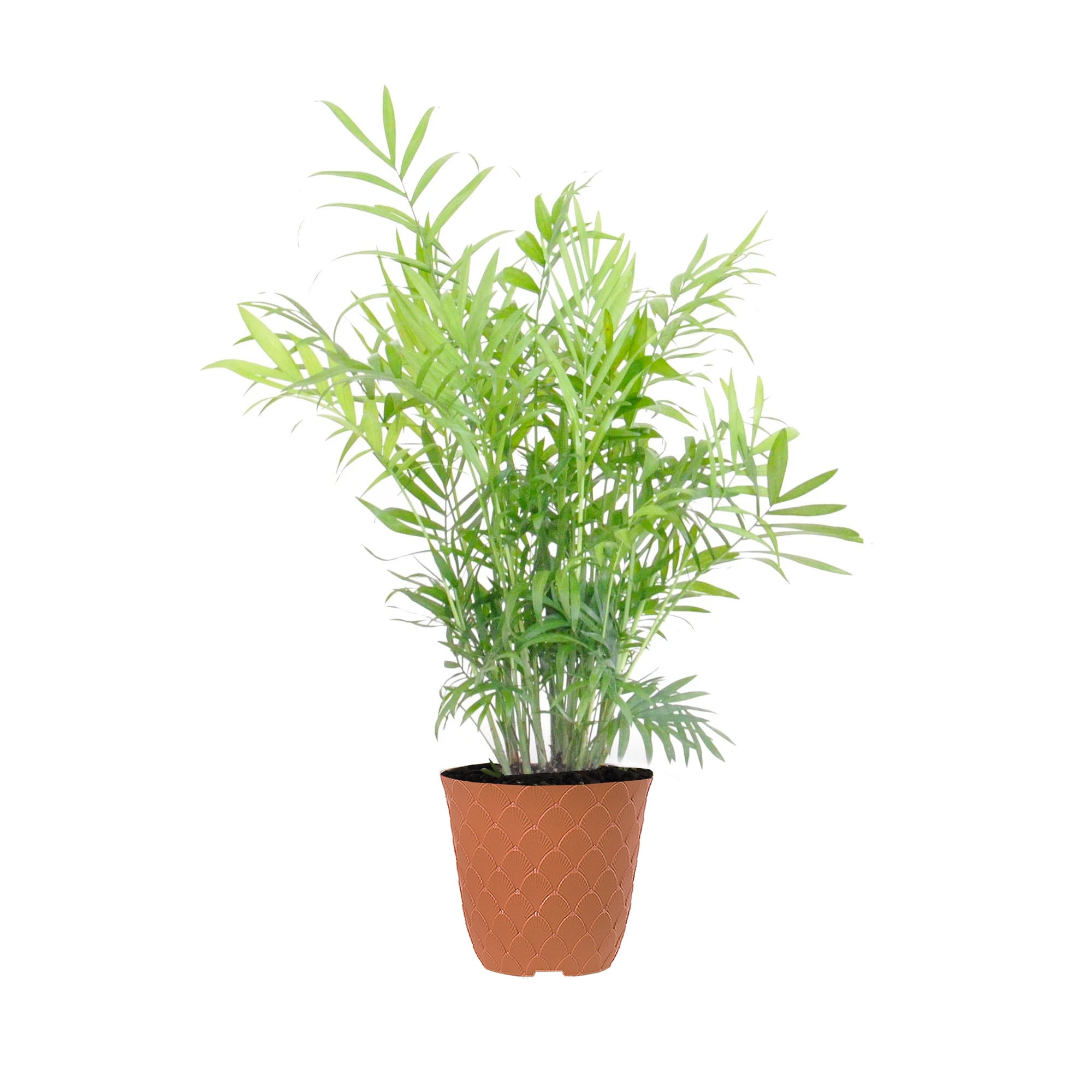 United Nursery Live Parlor Palm Green Tropical Plant 1214in Tall in 6