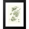 thumbnail image 2 of Aylmer Bourke Lambert 11x14 Black Modern Framed Museum Art Print Titled - Taxodium Distichum - Deciduous Cypress. (1837), 2 of 5