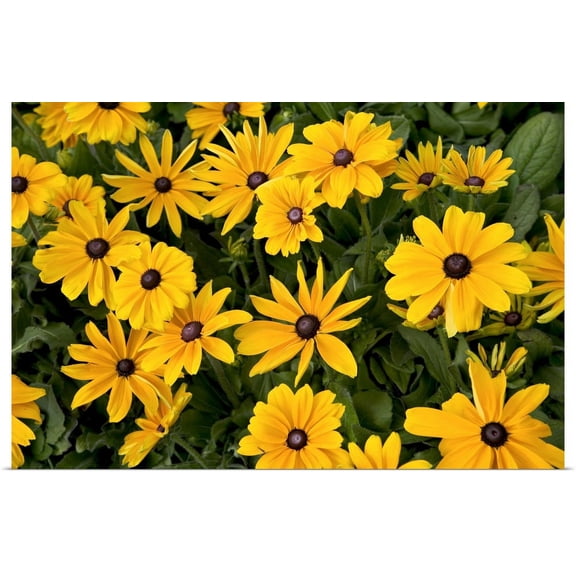 Great BIG Canvas | "Field of yellow daisies" Art Print - 24x16