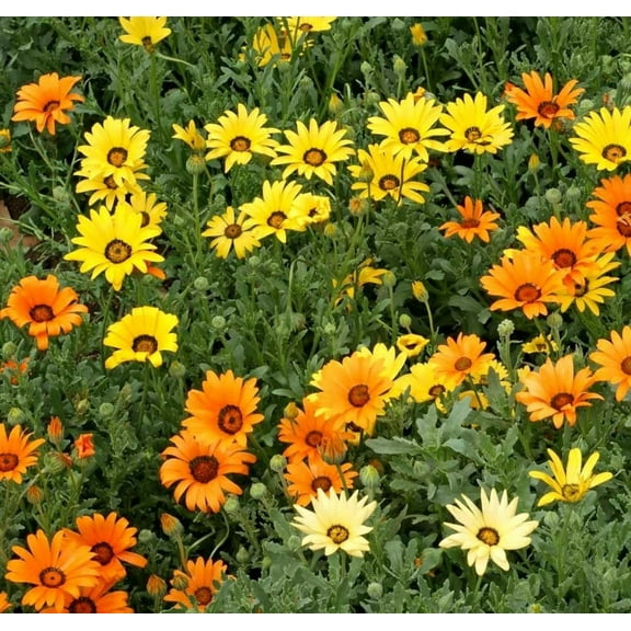 African Daisy Seeds/ Perennial/ Full Sun/ 12K Seeds 1 oz/ Zellajake Farm and Garden - B49