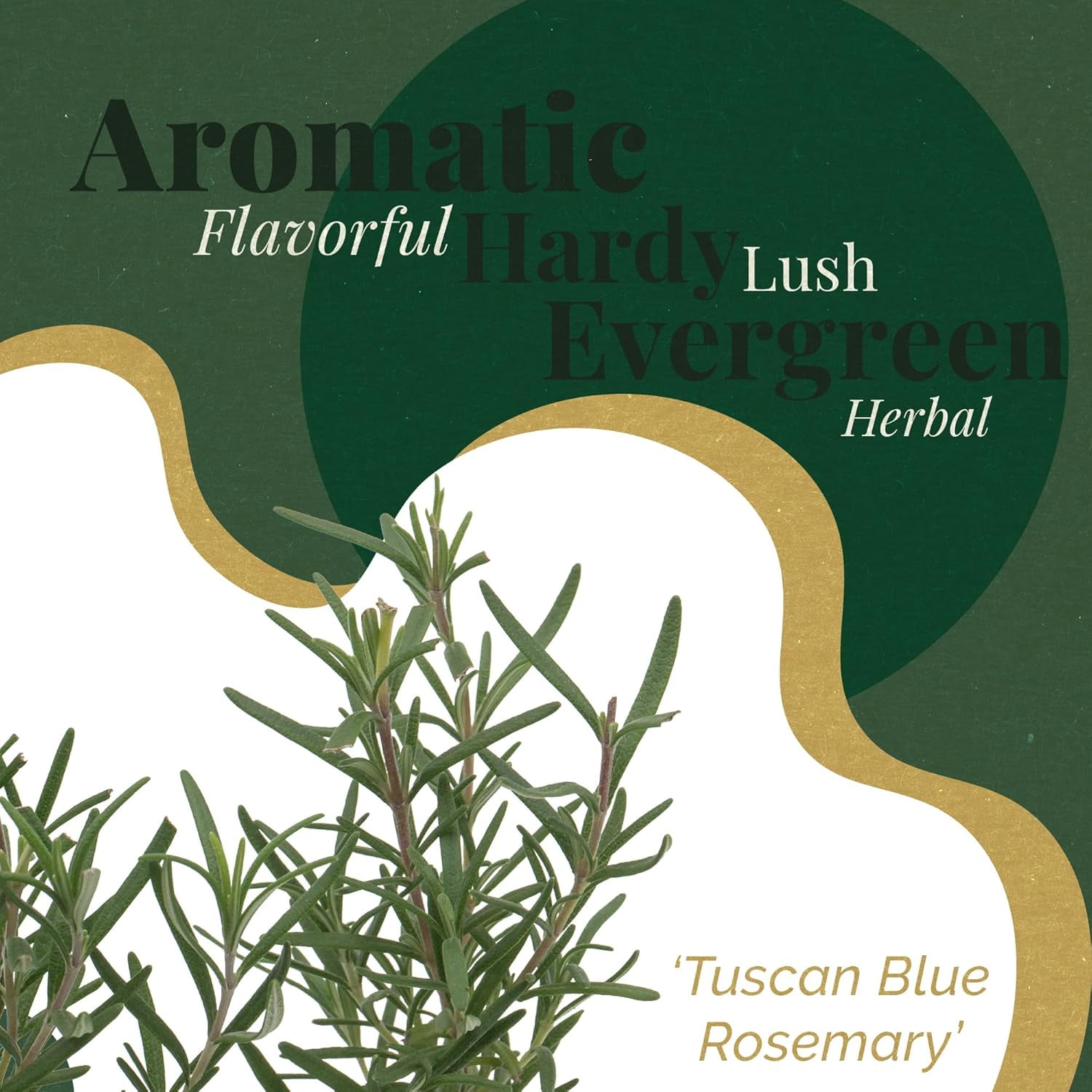 Tuscan Blue Rosemary Live Plants in 2.5” Nursery Pots – Aromatherapy Herb for Cooking