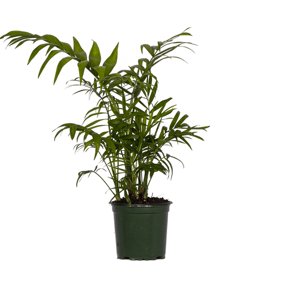 Neanthebella / Palmier de Salon (S) Plantes Vivantes dans un pot de Culture de 4 Pouces