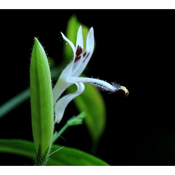 Tropical Herb Seeds - Indian Echinacea -40 Seeds- Swamp Willow -See Listing- Annual or Container Plant- Andrographis paniculata - Serendipity Seeds