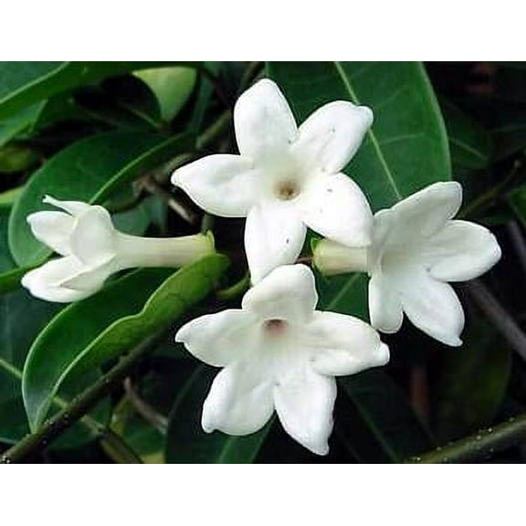 Madagascar Jasmine Plant - Stephanotis/Bridal Wreath - 4" pot