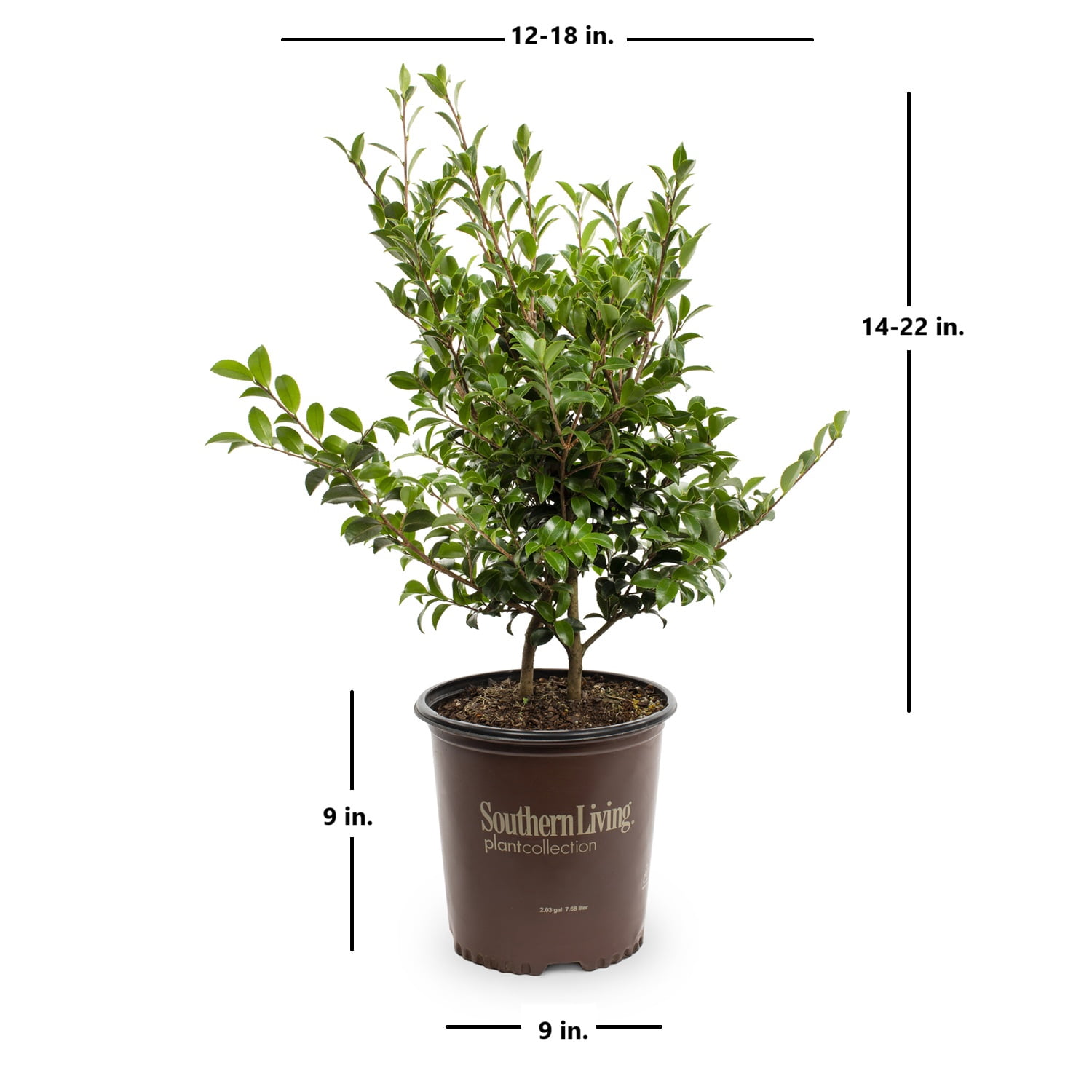 Southern Living October Magic Orchid Camellia Live Shrub in 2-Gallon Grower Pot