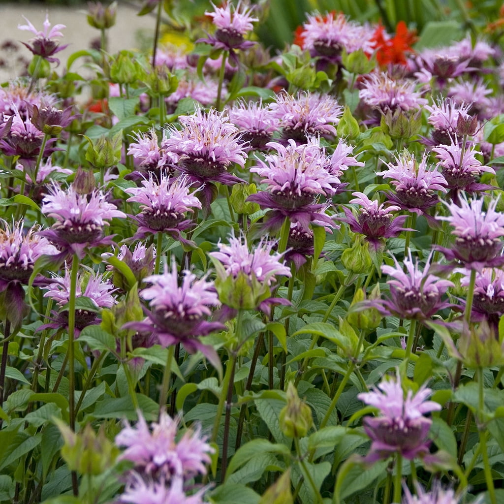 Van Zyverden Bee Balm Beauty Of Cobham 5 Plant Roots Purple Partial Sun Perennial Fragrant 1 lb