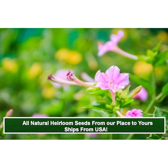 SEEDs= = =Serendipity's 4 O'clock- Pink Flower- 50 Seeds -Mirabilis jalapa- Brilliant Blooms  - Four OClock = Serendipity  SEEDs