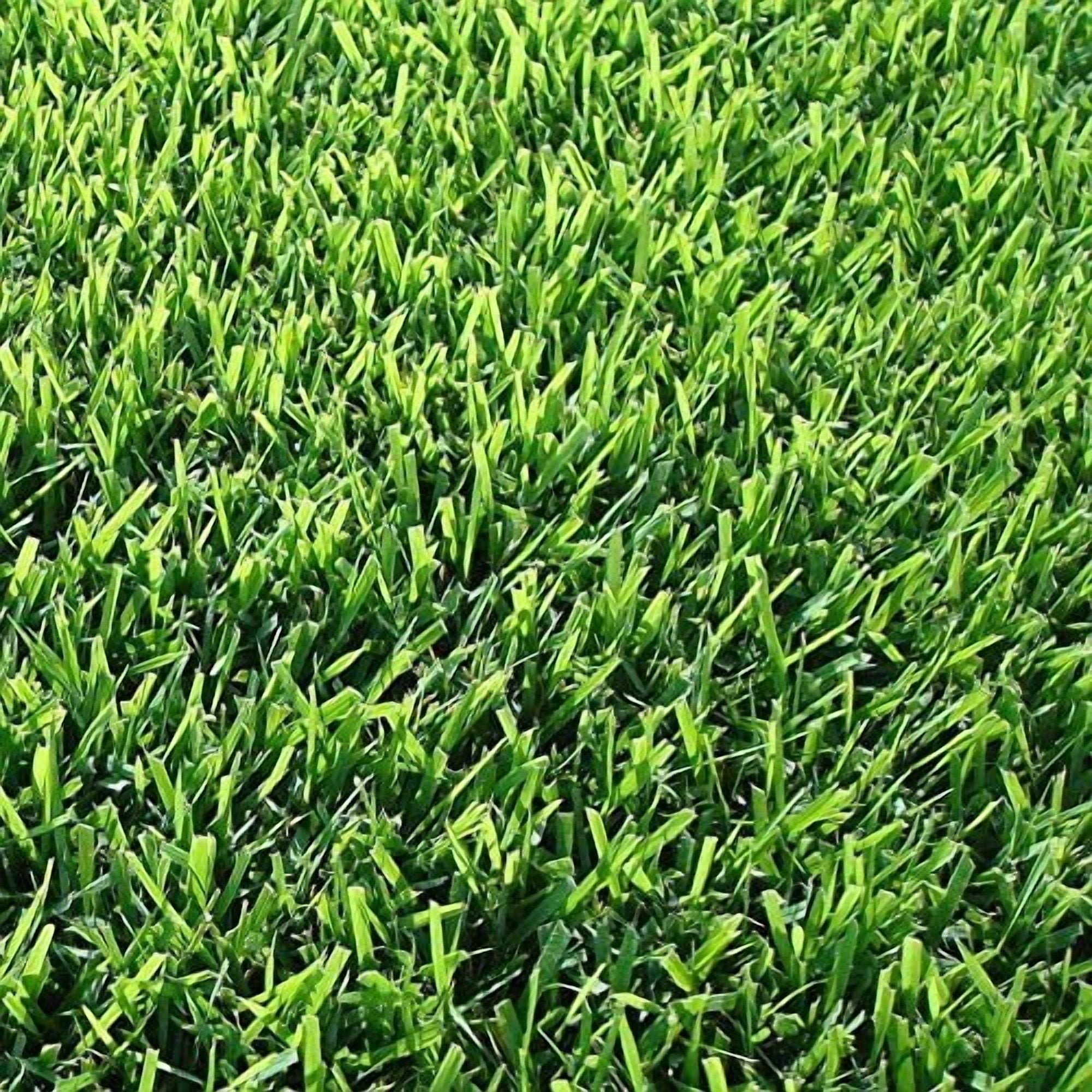 Florida Foliage Zoysia Sod Plugs - Large 3" x 3" Plugs - 18 Count Tray - Drought, Salt & Shade Tolerant Turf Grass