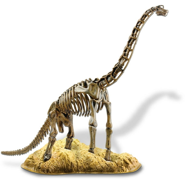brachiosaurus fossil for sale