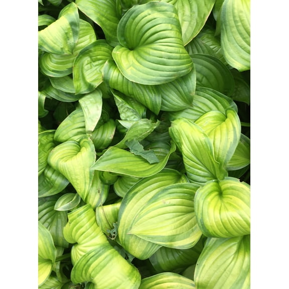 Guacamole Hosta Bareroot Qty: 10