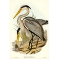 thumbnail image 2 of Gould, John 13x18 White Modern Wood Framed Museum Art Print Titled - Great Grey Heron-Ardea leucophaea, 2 of 4