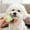 🔥 Light Green_New, variant on onlyliua Dual-Purpose Pet Grooming Comb Facial Fur Dematting And Flea Removal Tool Stainless Steel Pins Massage Teeth Self-Cleaning One-Button Release For Dogs And Cats Grooming