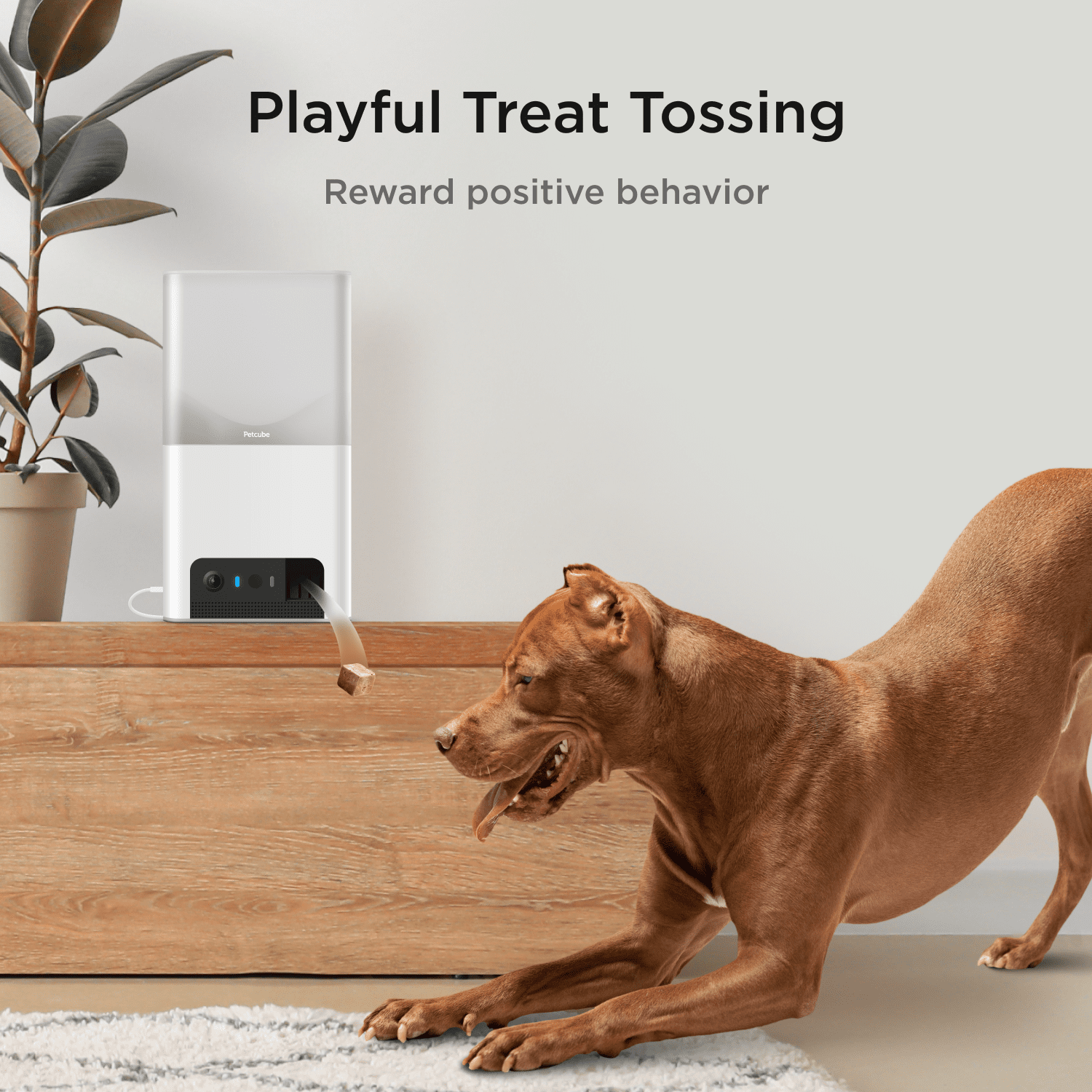 Petcube Bites 2 Lite WiFi Pet Camera with Treat Dispenser, 1080p HD Video, Two-Way Audio, Night Vision, Motion & Sound Alerts, Dog & Cat Monitor with App