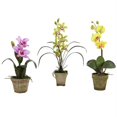 thumbnail image 1 of Mélange d'Orchidées en Pot - Lot de 3, 1 of 1