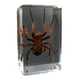 thumbnail image 1 of Injueey Materiales respetuosos con el medio ambiente para un espécimen de escarabajo avispa araña escorpión seguro y confiable Decoración del hogar araña peluda, 1 of 6