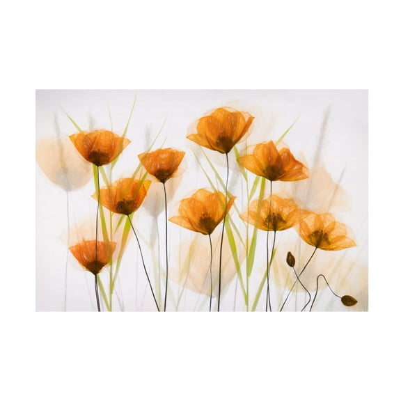 Trademark Fine Art brigitte van krimpen Poppy Art Canvas Wall Art