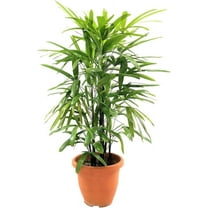 Lady Palm - Live Plant in an 8 Inch Growers Pot - Rhapis Excelsa - Beautiful Clean Air Indoor Outdoor Houseplant