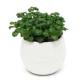 thumbnail image 2 of SPRING PARK Small Ceramic Succulent Pots , Mini Pots for Plants, Tiny Porcelain Planter, Air Plant Flower Pots Cactus Faux Plants Containers, Home and Office Decor, 2 of 7