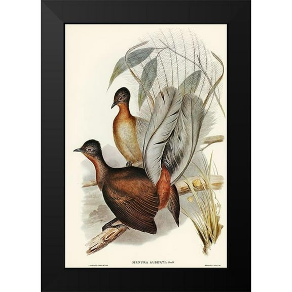 Gould, John 11x14 Black Modern Framed Museum Art Print Titled - Albert Lyre-Bird-Menura Alberti