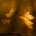 thumbnail image 4 of Lente SIGMA 56mm F1.4 DC DN (C) -RF, 4 of 4
