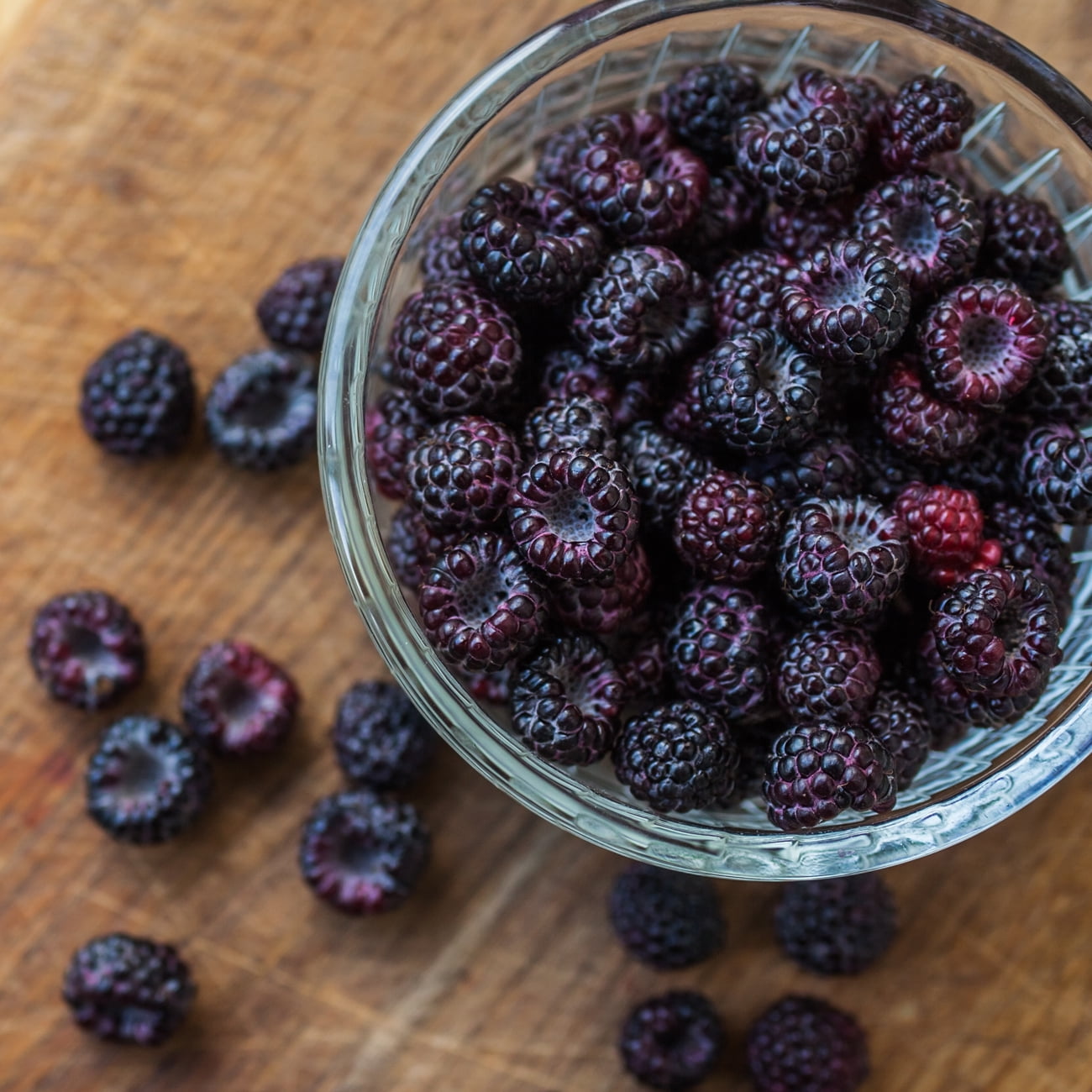 Van Zyverden Raspberry Jewel Dormant Perennial Plant Root GMO Free Full ...