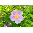 thumbnail image 4 of Seedville 15 Pink Wood's Rose Flower Seeds, Fragrant, 4 of 10